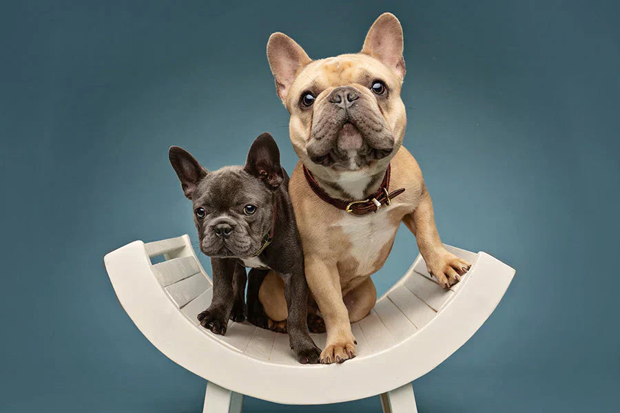 Potty Training with Pee Pads Using Positive Reinforcement