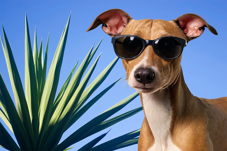 Powerful Yucca in Natural Dog Shampoo