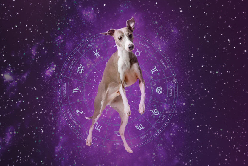 What Type of Dog Zodiac Suits You Best? Unleash Insights!