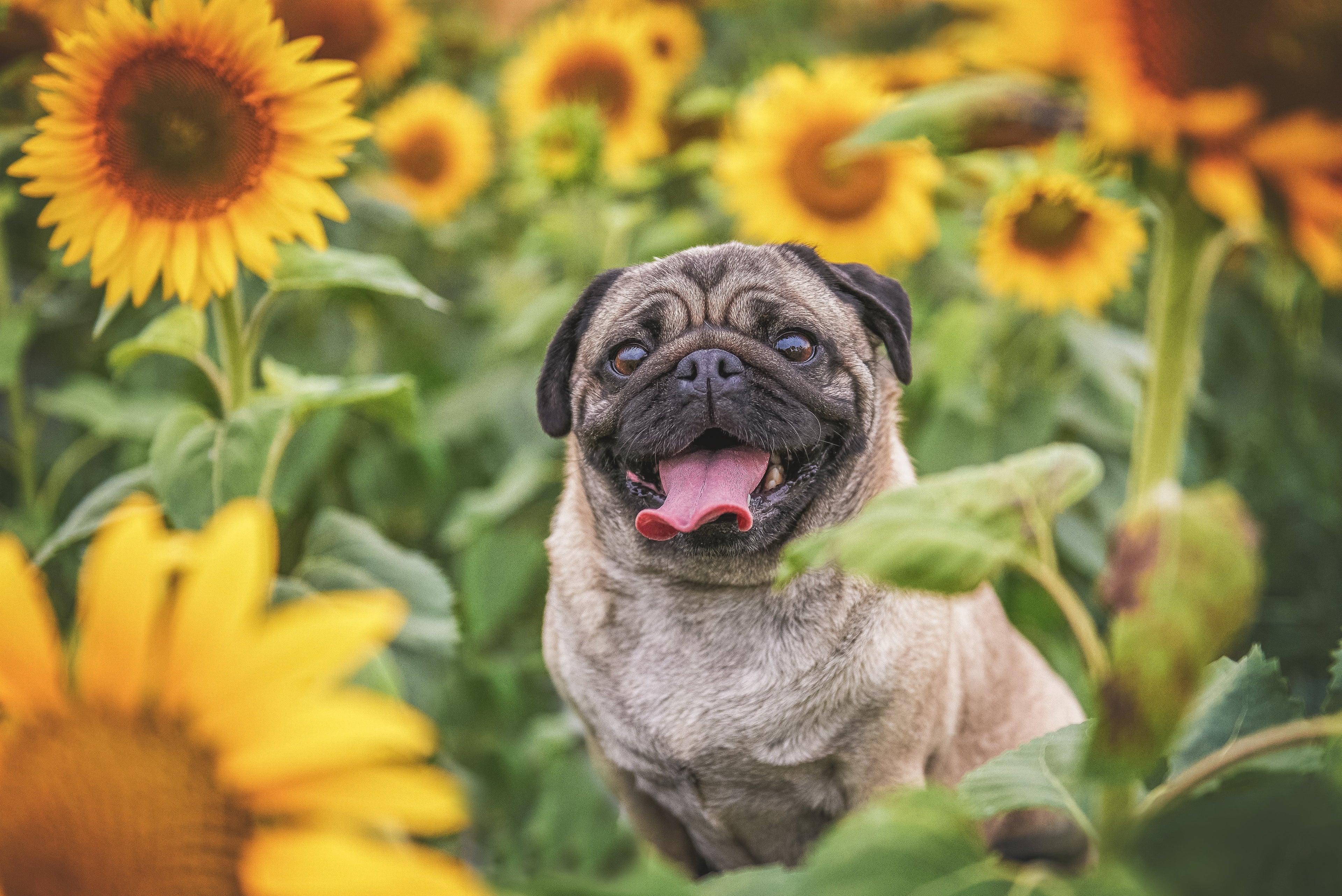 Tips for Maintaining Consistency in Dog Potty Training