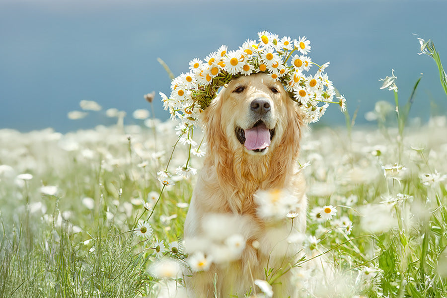 Golden Retriever in a flower field wearing a daisy crown.