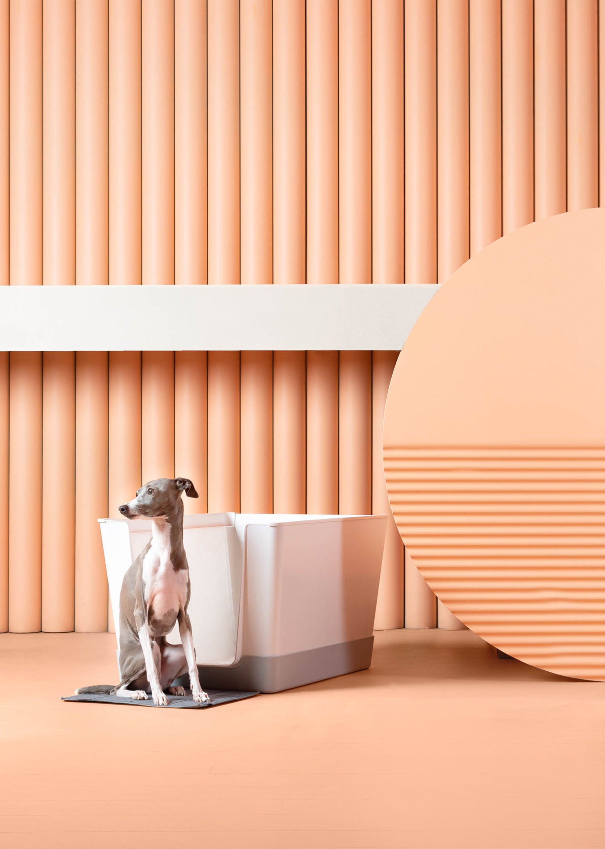 DoggyBathroom-Italian-Greyhound
