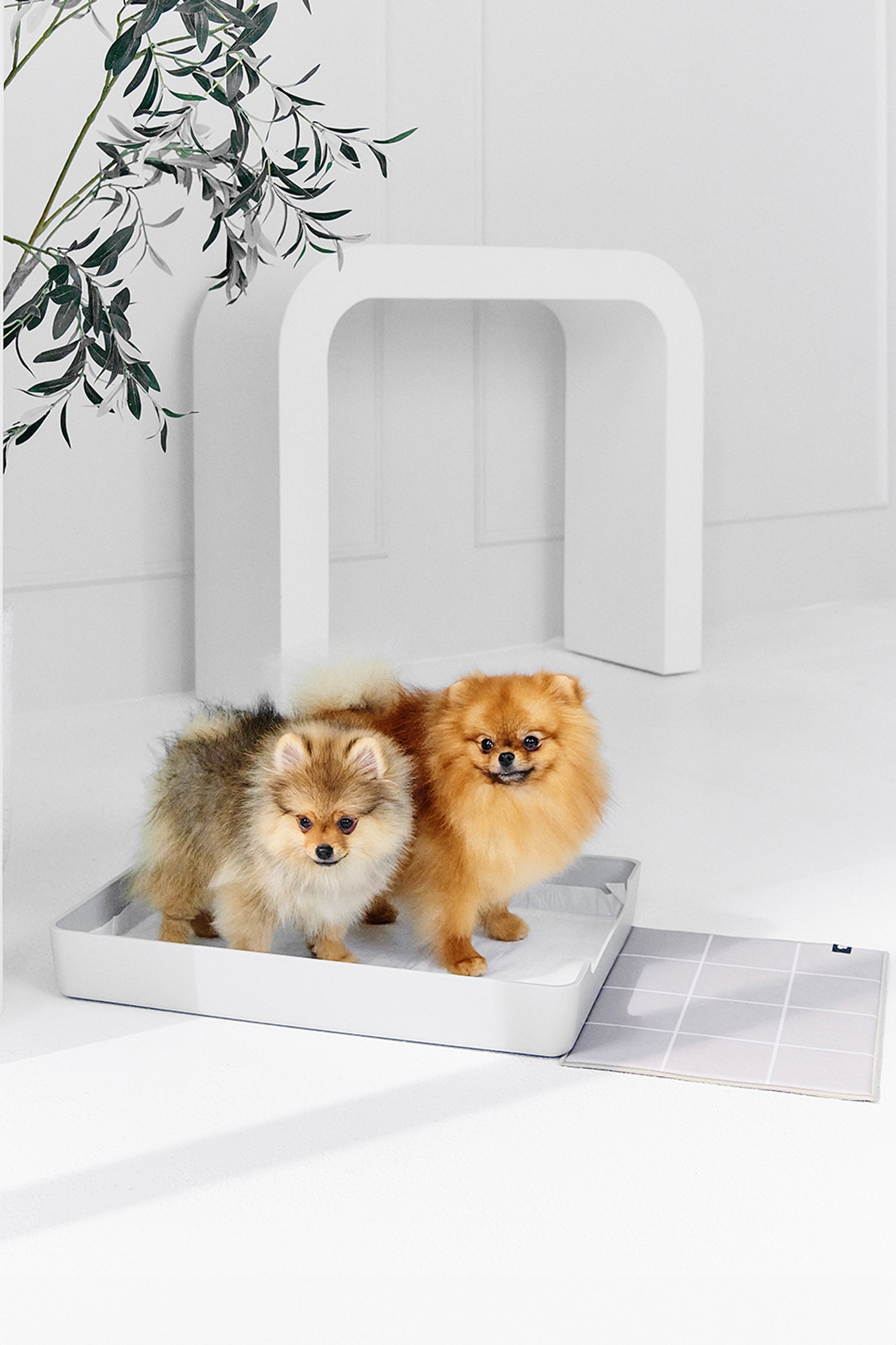 Doggy Bathroom Tray: Pee Pad Holder