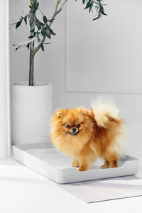Doggy Bathroom Tray: Pee Pad Holder Light Grey Regular