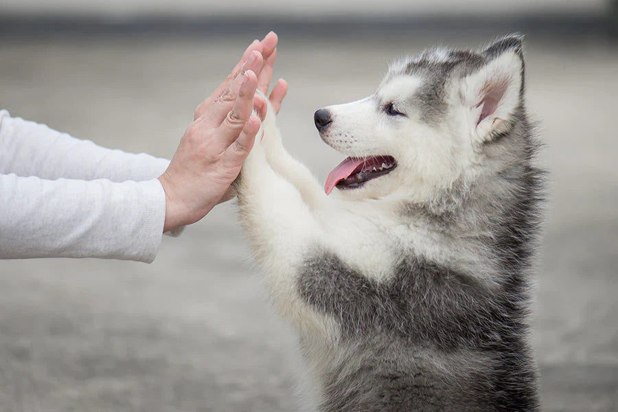 Do Dogs Have a Favorite Person?