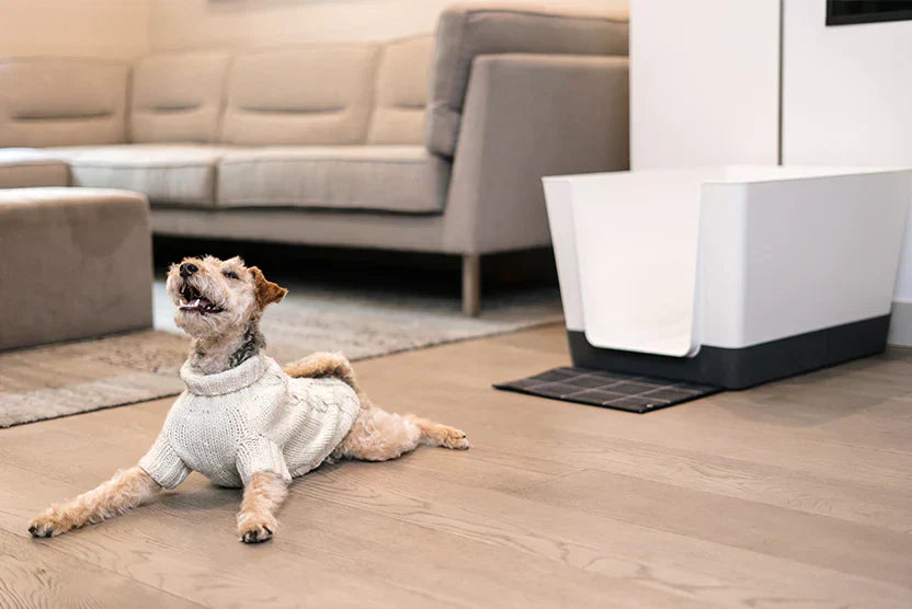 Best Indoor Dog Potty Solutions for Small Dogs