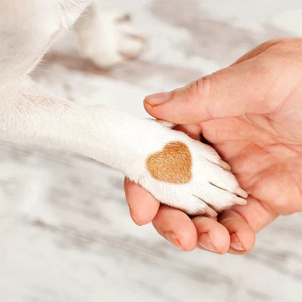 Must-Have Supplies for a Happy and Well-Trained Puppy