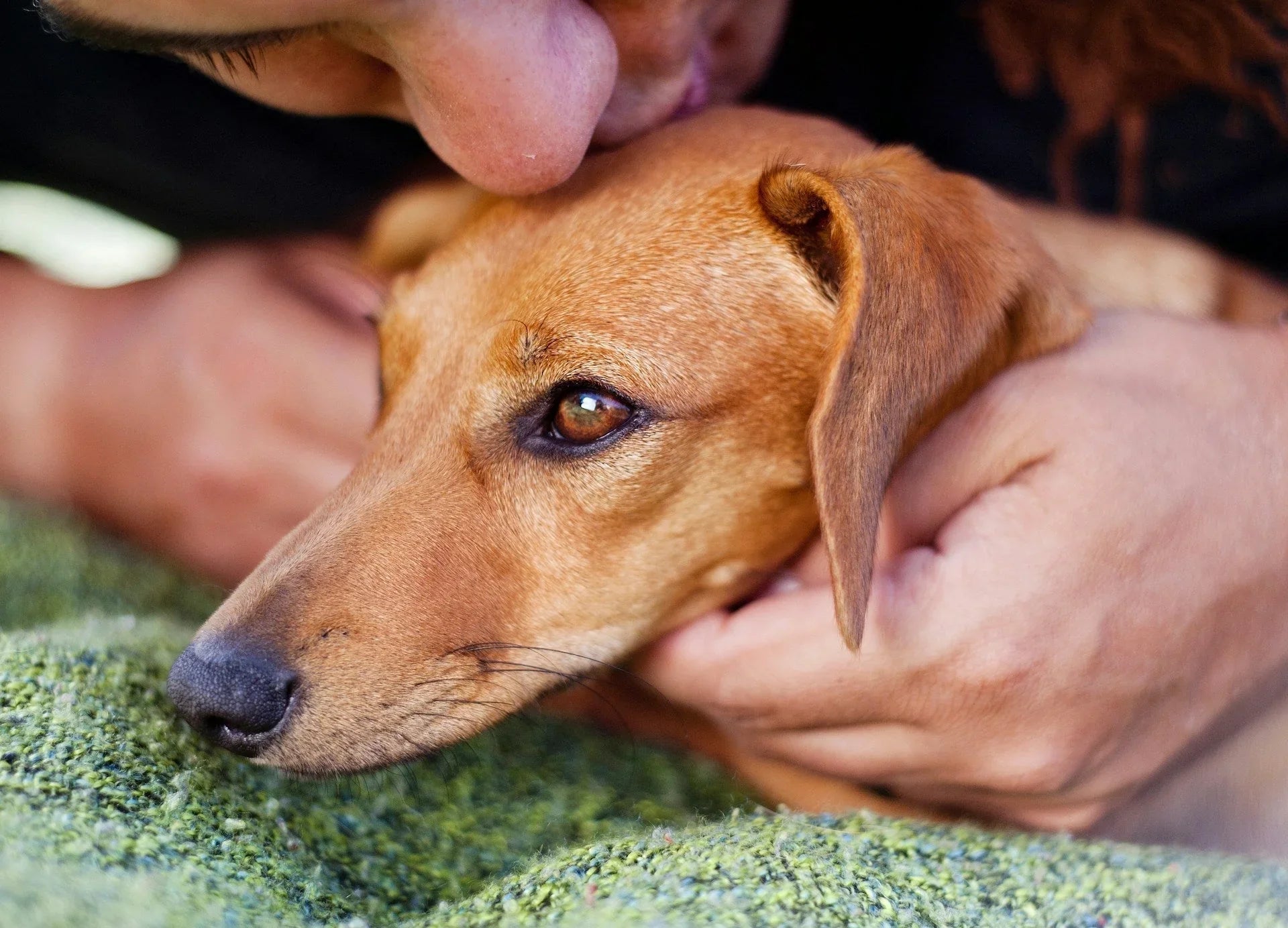 7 Health Benefits of Having a Dog