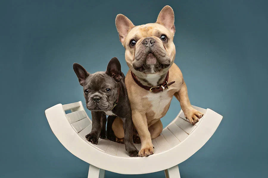 Potty Training with Pee Pads Using Positive Reinforcement