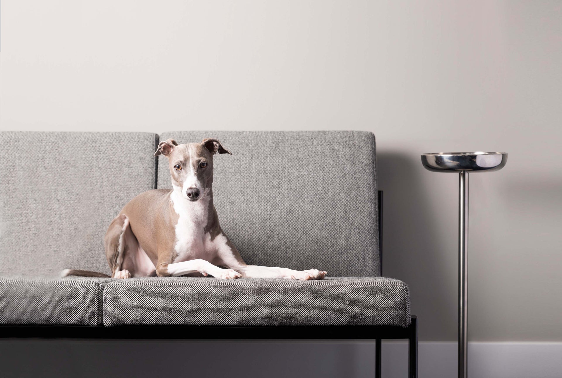 Top Tips for Potty Training Italian Greyhounds