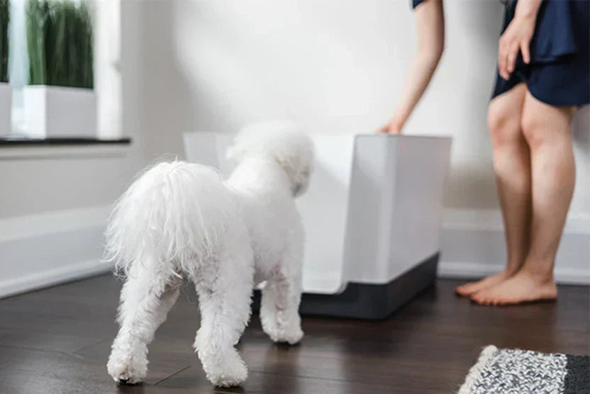 What to Do If Your Dog Is Regressing in Potty Training