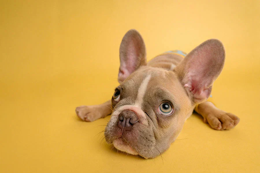 A Step-by-Step Intro to Puppy Potty Training