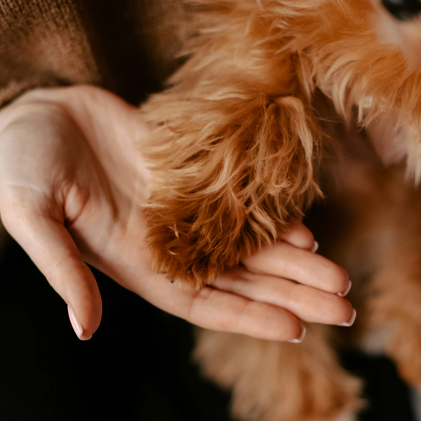 How to Potty Train a Rescue