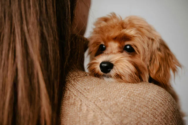 Do Dogs Have a Favorite Person?
