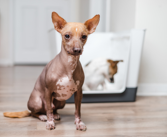 Positive Reinforcement Speeds Up Indoor Dog Training