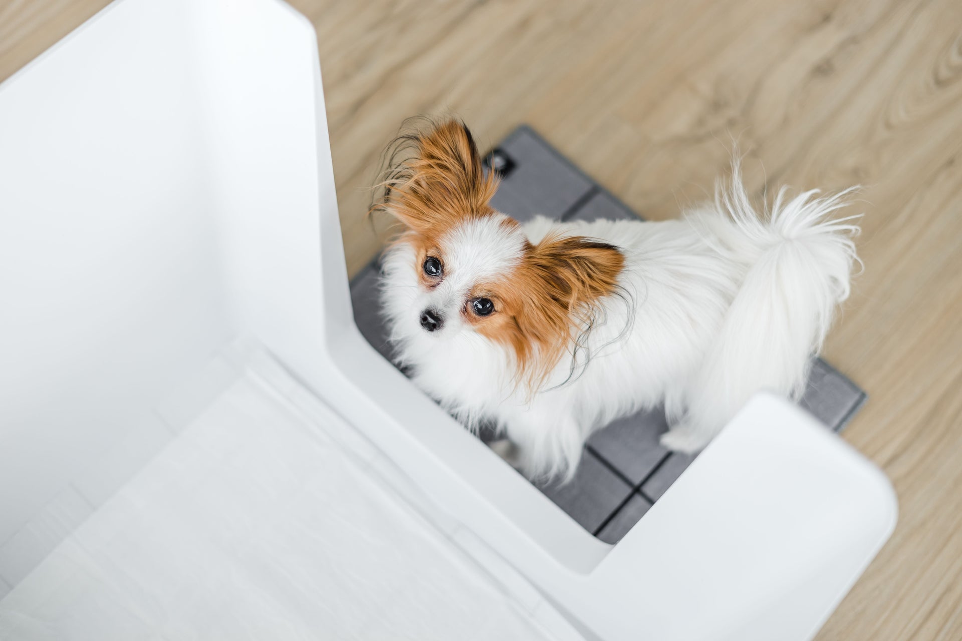 Pee Pad Holder for Small Dogs: Easy Indoor Training