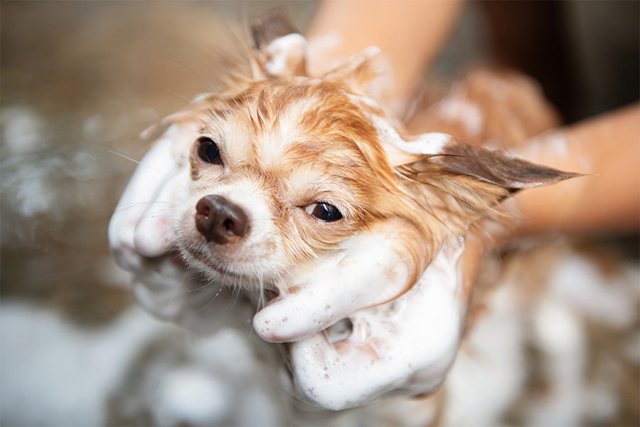 Benefits of Natural Dog Shampoo for Itchiness