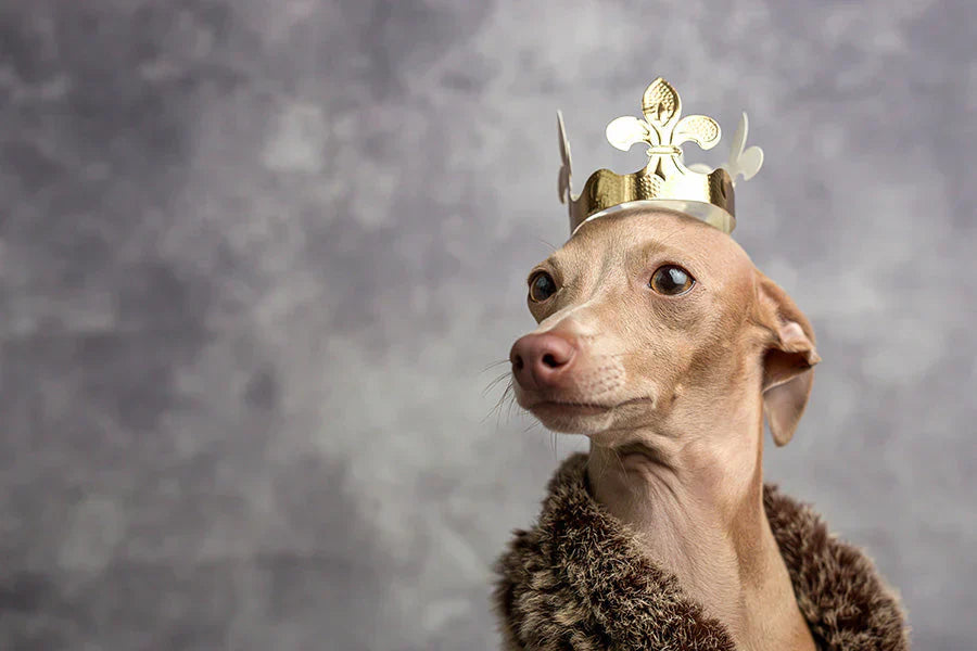 Train Your Male Dog to use Pee Pads Without the Mess