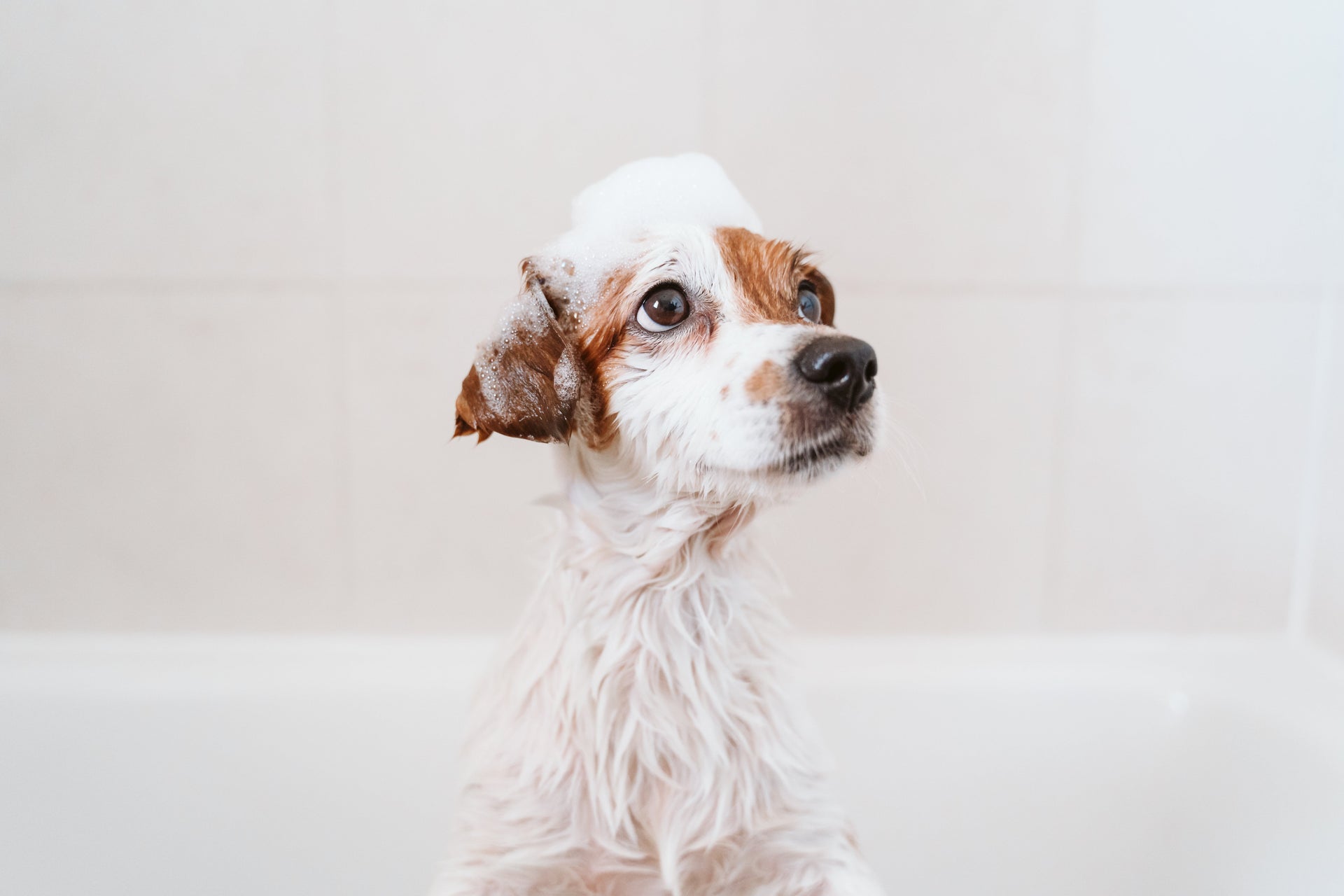 How to Choose the Best Puppy Shampoo