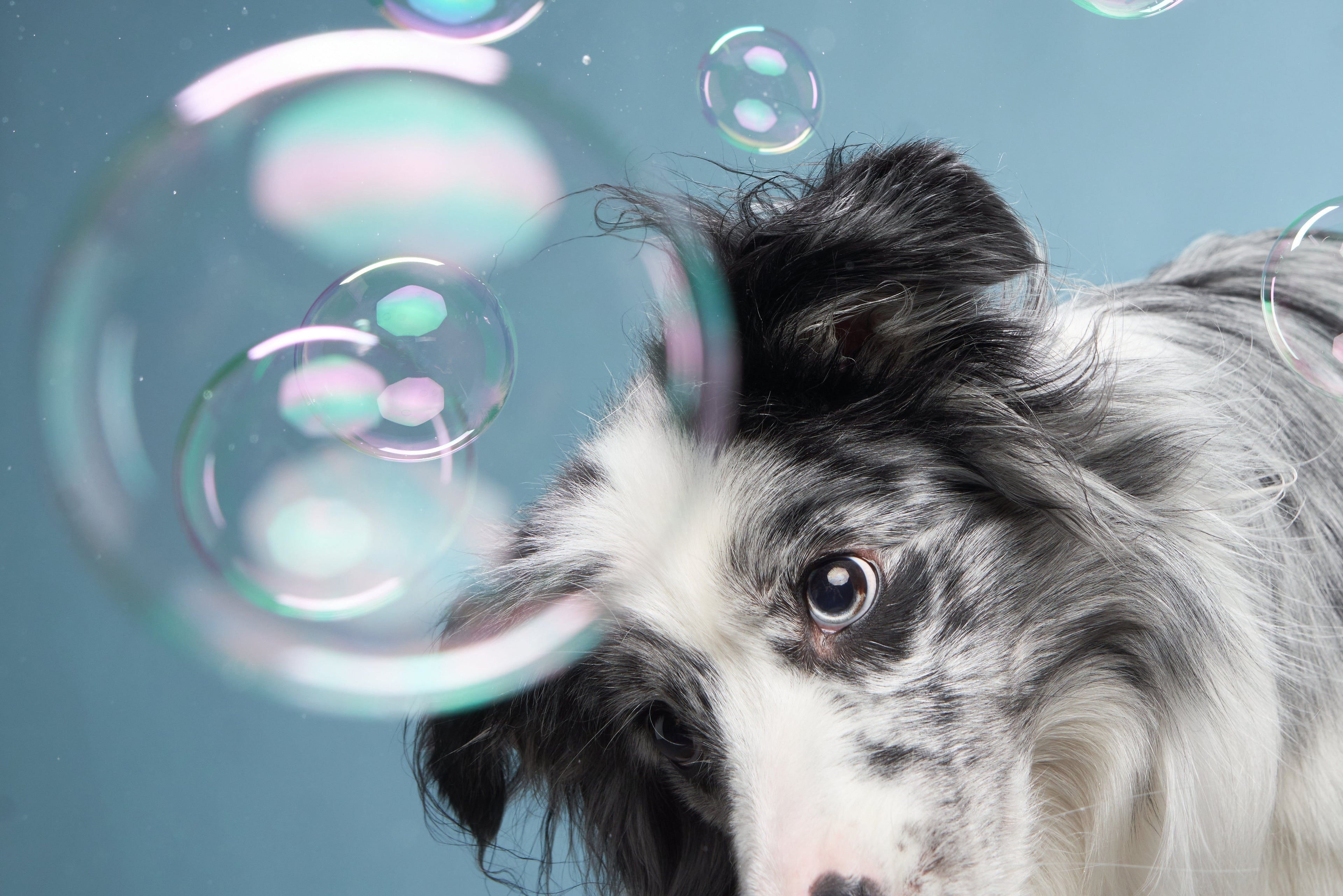 Natural Ingredients in Dog Shampoo Explained