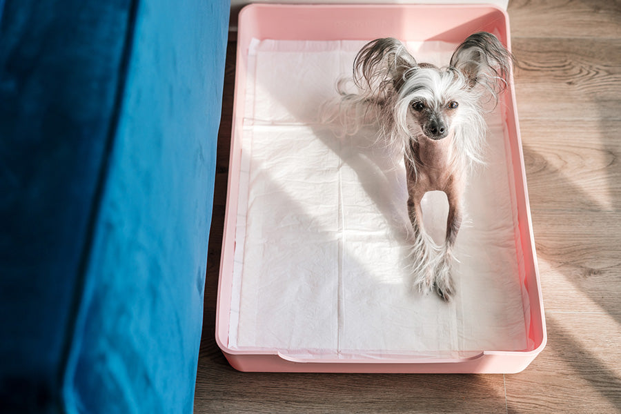 Benefits of Using Pee Pads for Pets