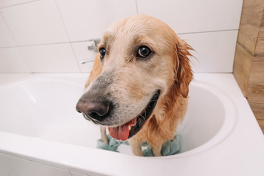 How Grooming Builds a Stronger Bond with Your Dog
