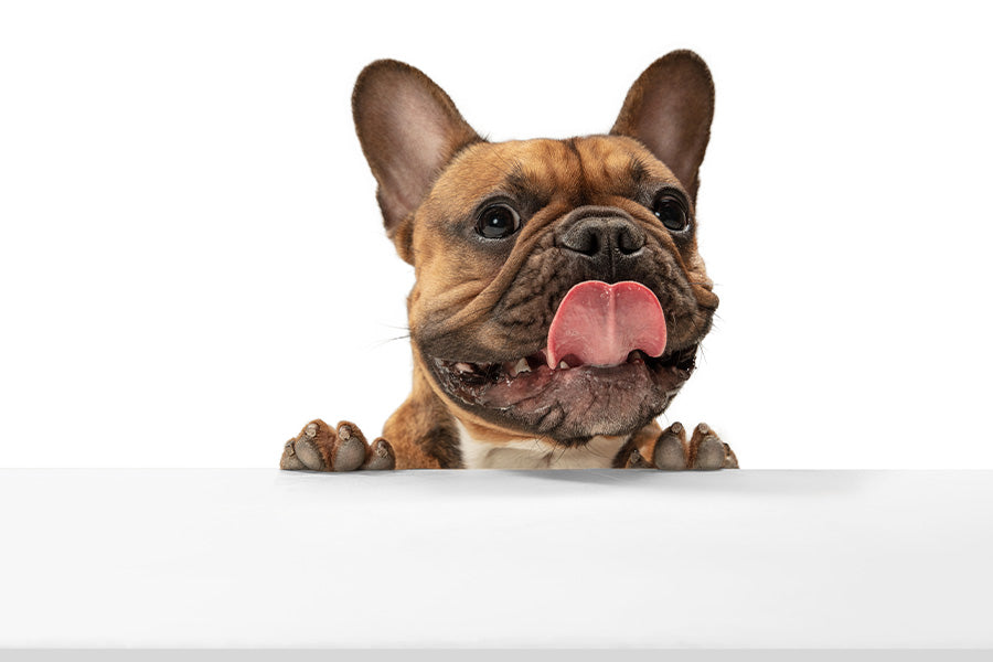 Eco-Friendly Doggy Bathroom: Sustainable Training Pads