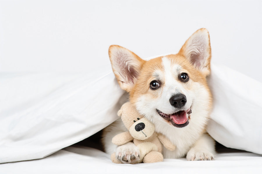 dog sleeping, dog bonding