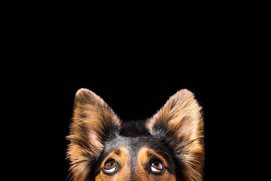 dog bonding, dog care, lifestyle 