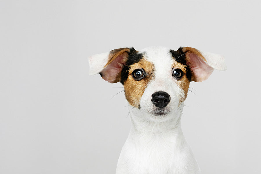 Simplifying High-Rise Living: Indoor Dog Bathrooms