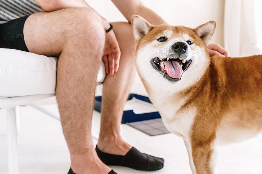 Dog Love: Unveiling Loyalty & Training Tips – DoggyBathroom - The Best Dog  Litter Box with Vertical Pee Pads