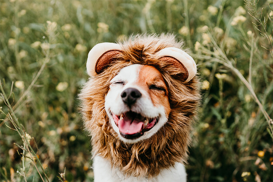 positive reinforcement customize dog