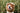 positive reinforcement customize dog