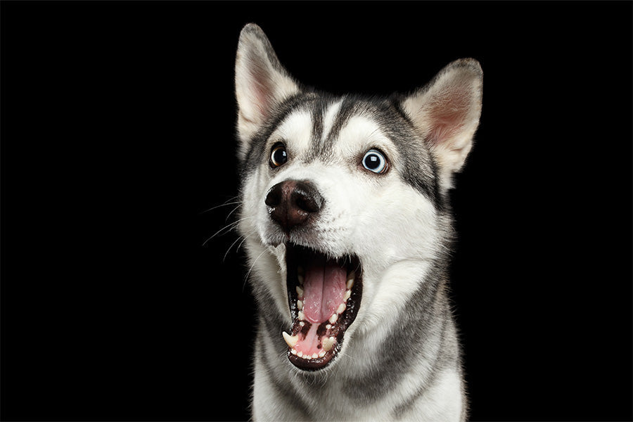 how to stop dog barking, reduce dog barking, dog barking solutions