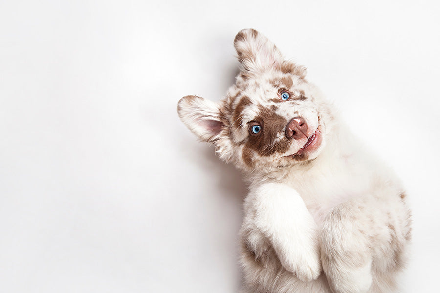 Why Pee Pad Size Matters for Small Dogs