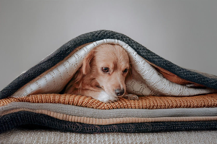 Puppy resting under blankets in a cozy dog bed, example of a comfortable puppy den setup