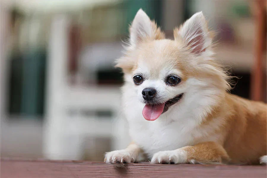 Solutions for Reducing Dog Barking Behaviour
