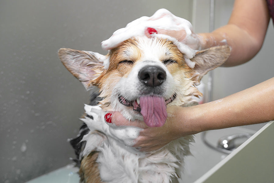 The Clean Beauty Revolution for Dogs