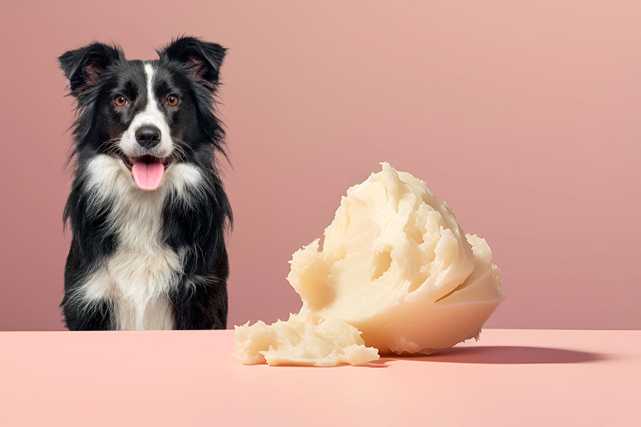 How Shea Butter Enhances Your Dog’s Coat