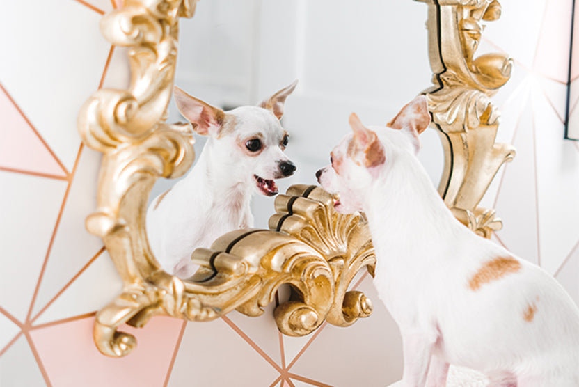 Chihuahua Bao mirror