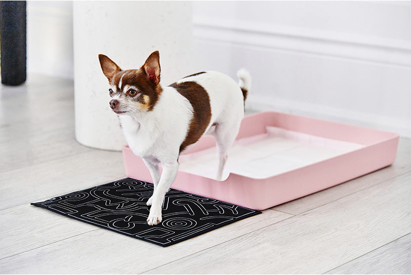 Doggy Bathroom Pink Tray Keith Haring Black and White