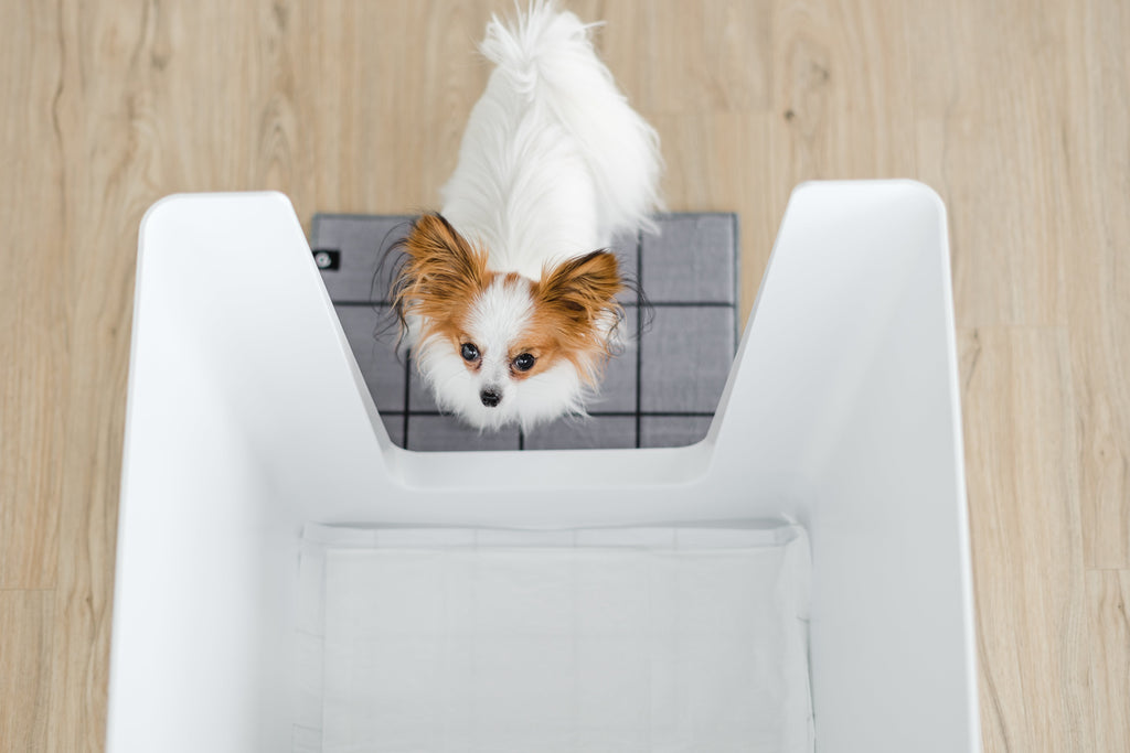 Train Your Male Dog to use Pee Pads Without the Mess