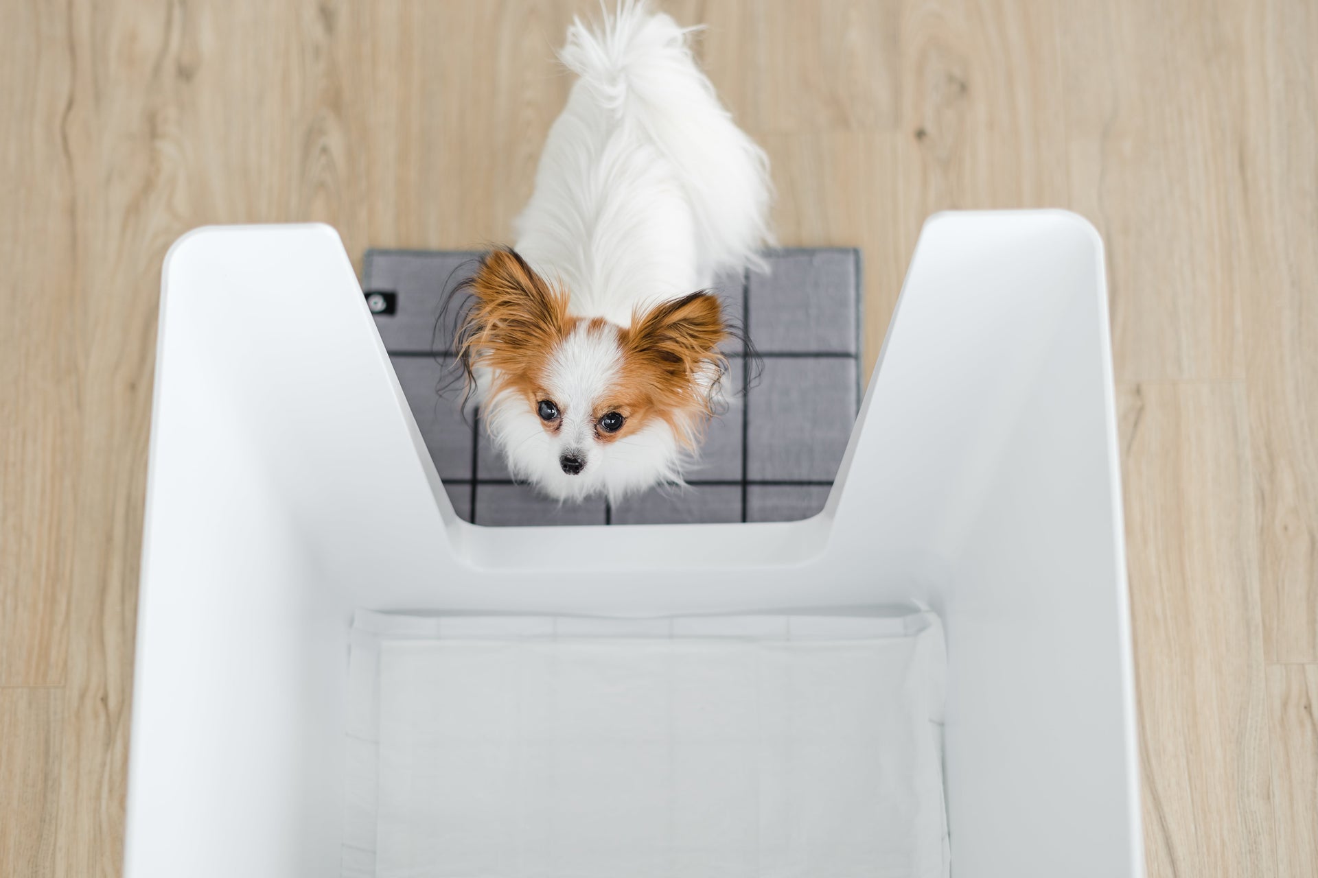 Train Your Male Dog to use Pee Pads Without the Mess