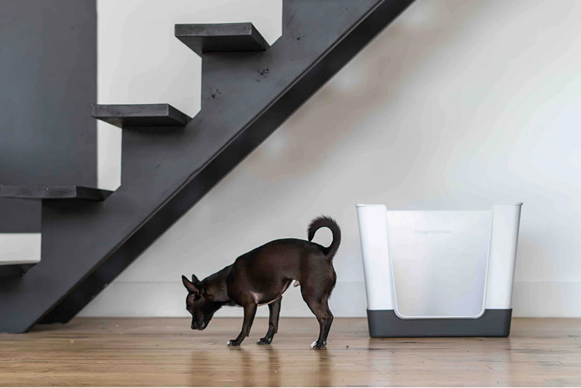 Doggy Bathroom Black Dog Sniffing Staircase