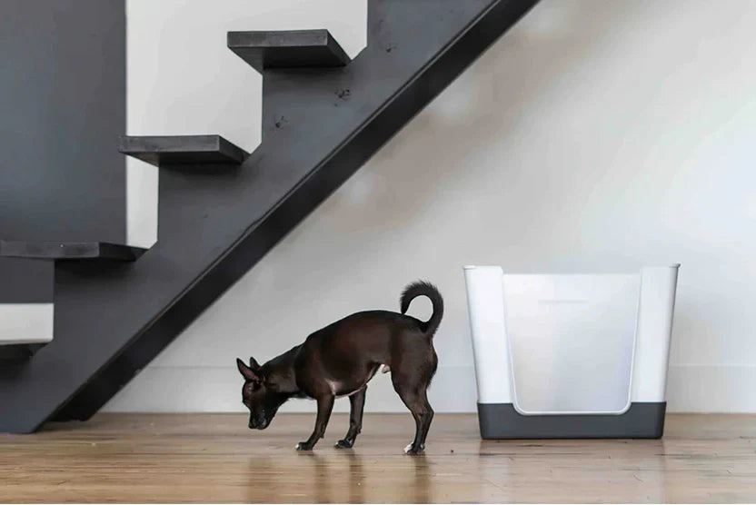 Train Your Puppy to Use Dog Pee Pads Successfully