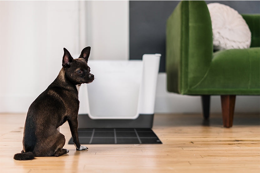 Doggy Bathroom Dark Grey with Black Mat, Small Black Mix Breed Dog, Green sofa