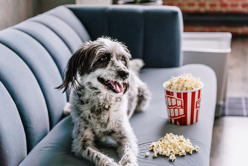 Dog on sofa with popcorn, Doggy Bathroom