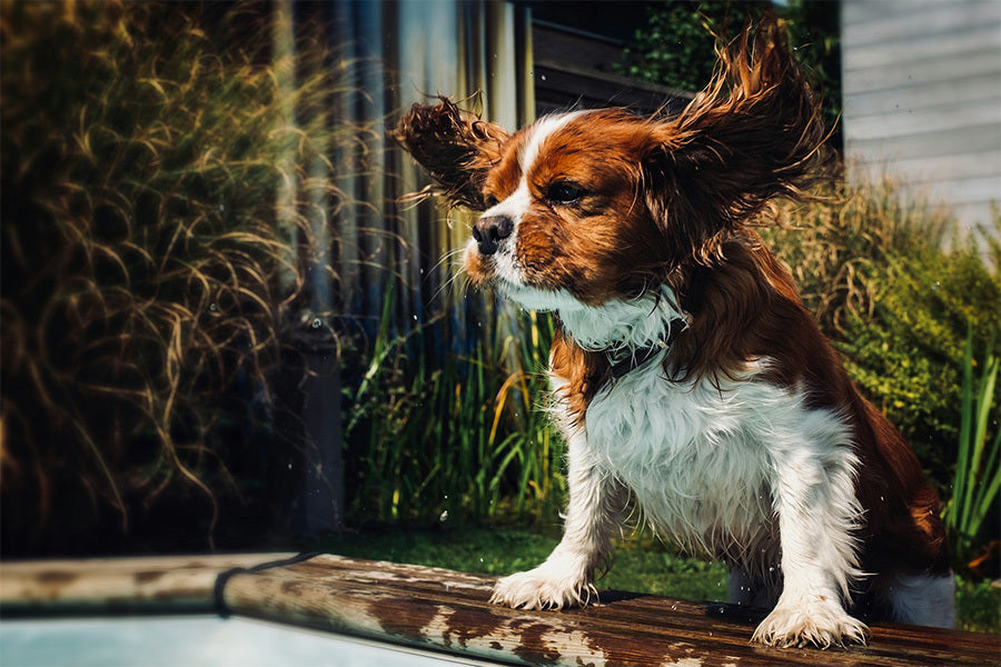 doggybathroom, dog litter box