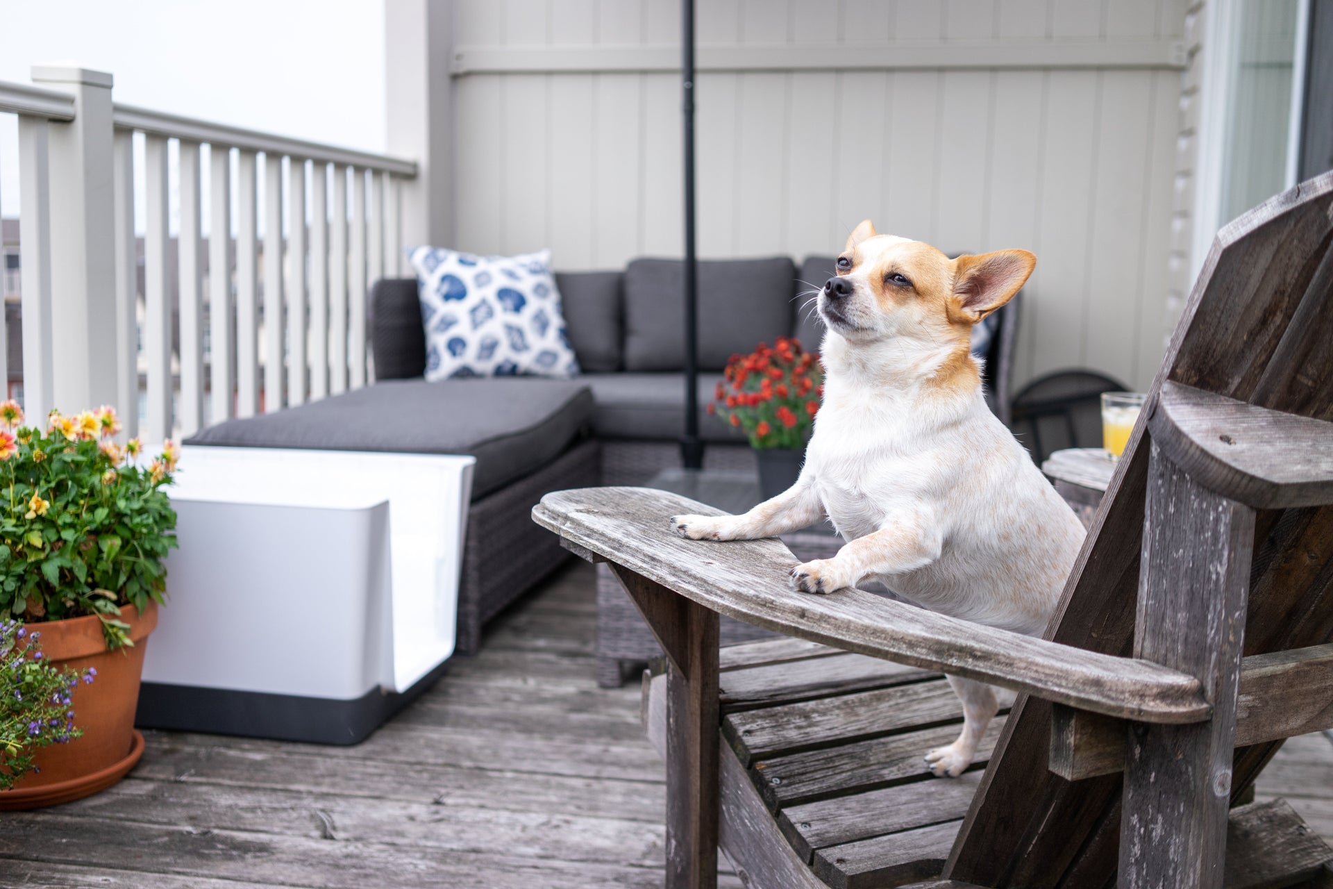 How Doggy Bathroom Solves Male Dog Potty Problems