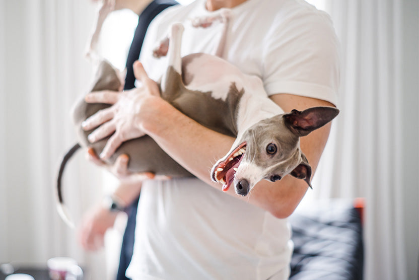 Doggy Bathroom: A Conversation Between Man + His Best Friend.